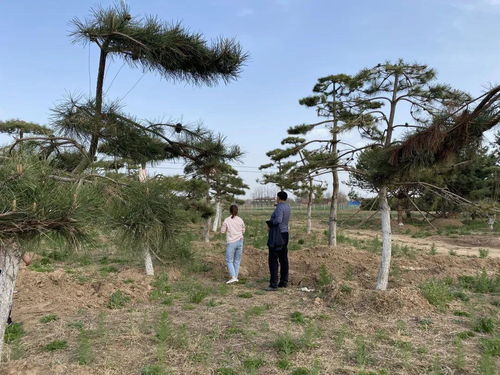 临夏市 立足城市生态建设,打造精品园林绿化